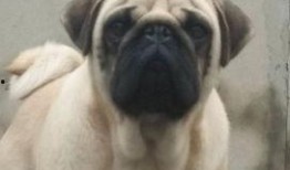 巴哥最新爆料视频大全,揭秘娱乐圈幕后真相