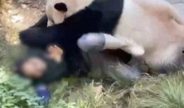 熊猫饲养员最新爆料网,饲养员最新爆料带你走进国宝世界