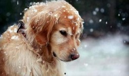 狗狗最新爆料文案短句,宠物界的最新爆料短句集锦